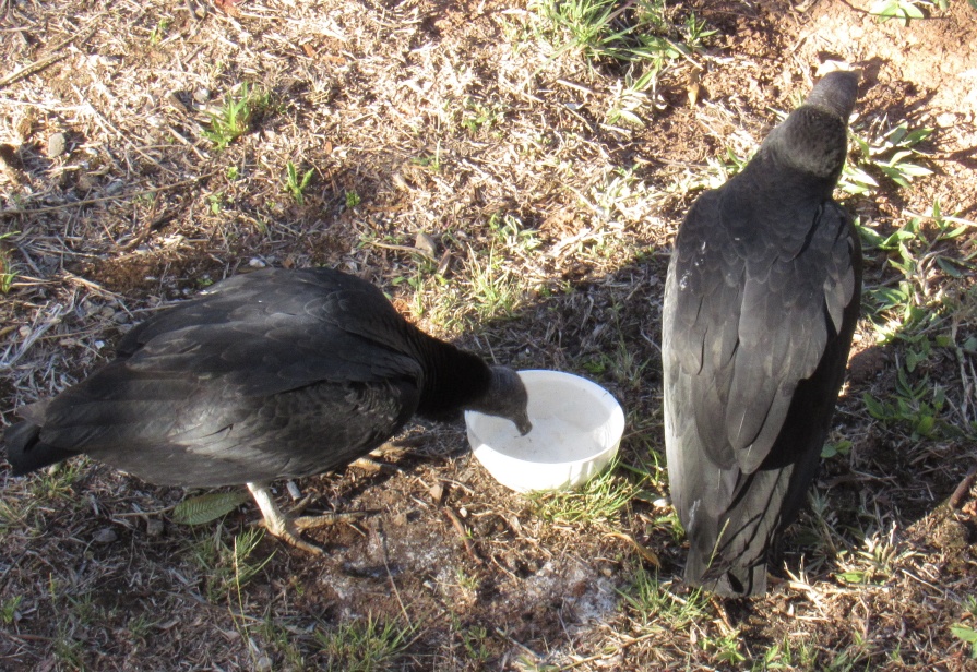Vultures thirsty