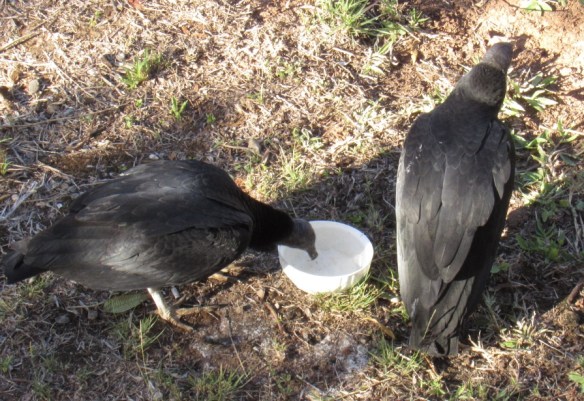 Vultures thirsty