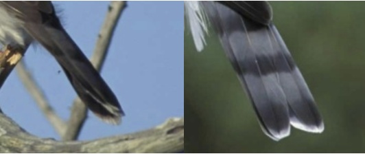combo